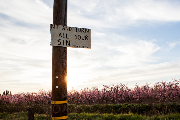 Fresno County Blossom Trail-4702