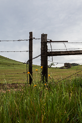 barbed wire tall-5866